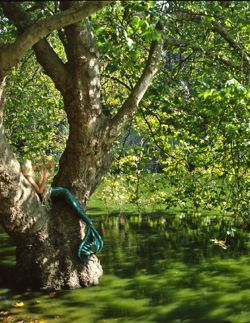 Girls in the Trees - Limited Edition Photographic Art by Christopher Strong